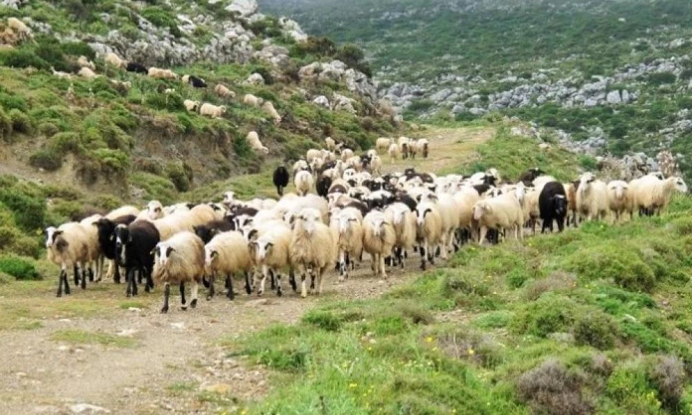 Αγωνιούν οι αιγοπροβατοτρόφοι περιμένοντας άλλο ένα μαύρο Πάσχα
